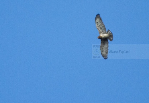 BIANCONE; Short-toed Eagle; Circaetus gallicus