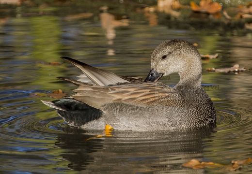 CANAPIGLIA; Gadwall; Anas strepera