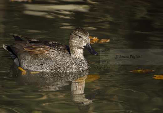 CANAPIGLIA; Gadwall; Anas strepera