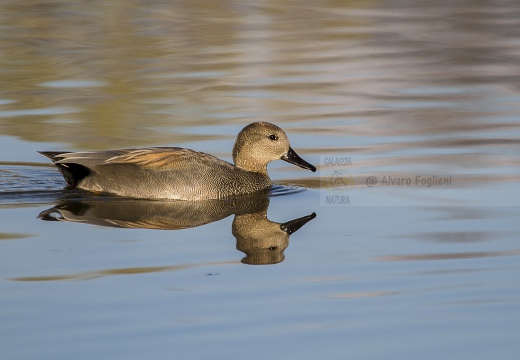 CANAPIGLIA; Gadwall; Anas strepera