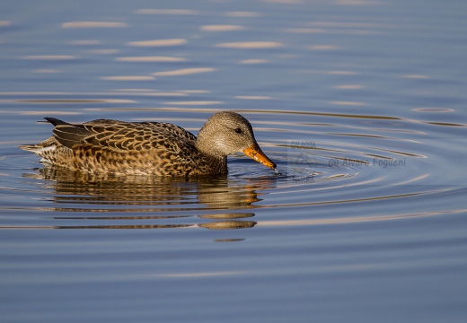 GERMANO REALE, Mallard; Anas platyrhynchos