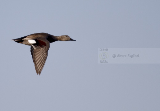 CANAPIGLIA; Gadwall; Anas strepera