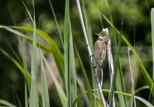 CANNAIOLA VERDOGNOLA; Marsh Warbler; Acrocephalus palustris