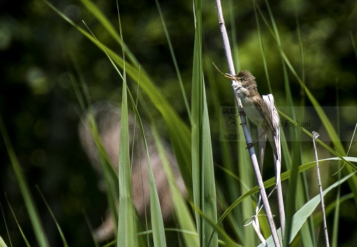 CANNAIOLA VERDOGNOLA; Marsh Warbler; Acrocephalus palustris