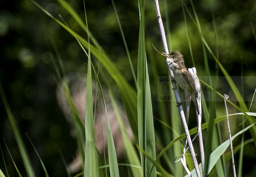 CANNAIOLA VERDOGNOLA; Marsh Warbler; Acrocephalus palustris