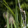 CANNAIOLA VERDOGNOLA; Marsh Warbler; Acrocephalus palustris