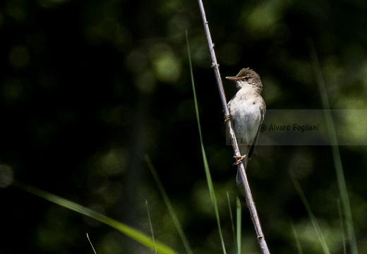 CANNAIOLA VERDOGNOLA; Marsh Warbler; Acrocephalus palustris