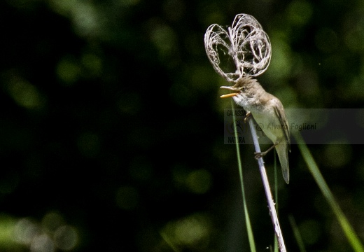 CANNAIOLA VERDOGNOLA; Marsh Warbler; Acrocephalus palustris