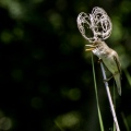 CANNAIOLA VERDOGNOLA; Marsh Warbler; Acrocephalus palustris