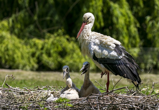 CICOGNA BIANCA; White Stork; Ciconia ciconia 