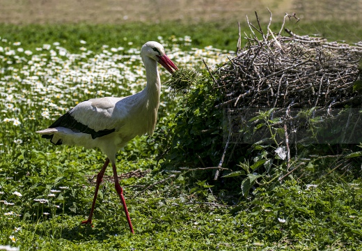 CICOGNA BIANCA; White Stork; Ciconia ciconia 