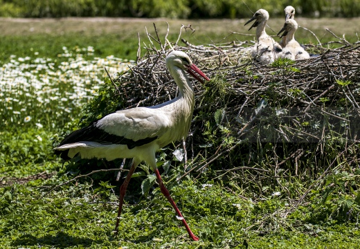 CICOGNA BIANCA; White Stork; Ciconia ciconia 