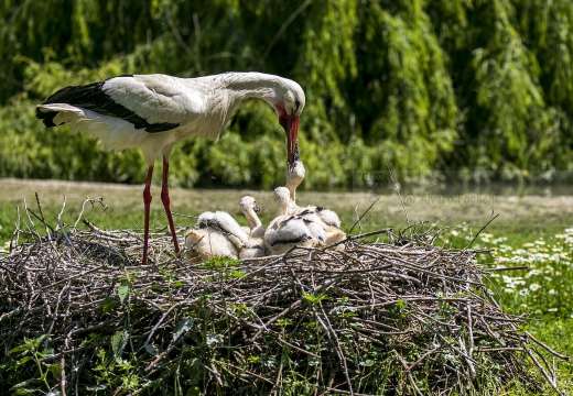 CICOGNA BIANCA; White Stork; Ciconia ciconia 
