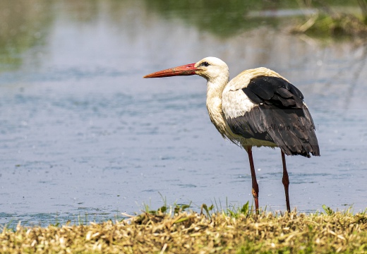 CICOGNA BIANCA, White Stork, Ciconia ciconia