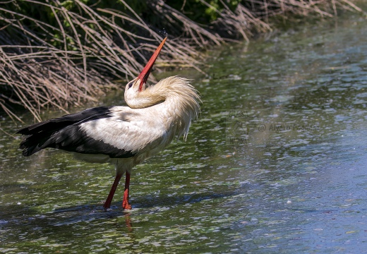 CICOGNA BIANCA, White Stork, Ciconia ciconia