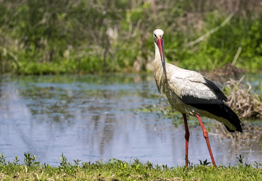 CICOGNA BIANCA, White Stork, Ciconia ciconia