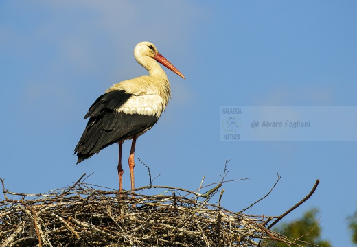 CICOGNA BIANCA, White Stork, Ciconia ciconia