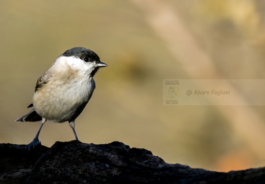 CINCIA BIGIA; Willow Tit; Parus montanus