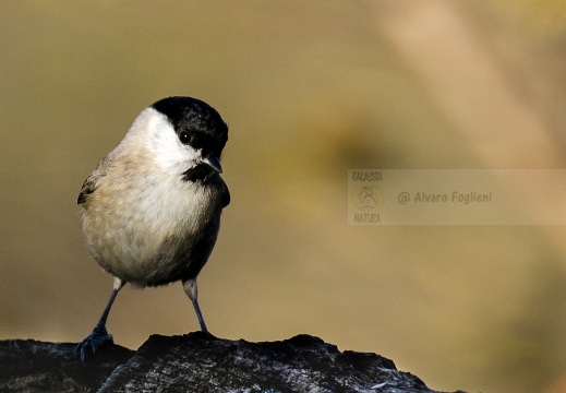 CINCIA BIGIA; Willow Tit; Parus montanus