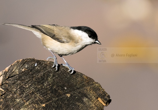 CINCIA BIGIA; Willow Tit; Parus montanus