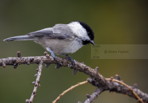 CINCIA BIGIA; Willow Tit; Parus montanus