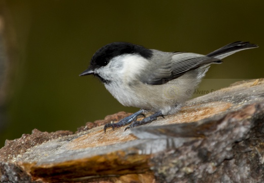 CINCIA BIGIA; Willow Tit; Parus montanus