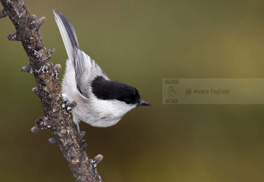 CINCIA BIGIA; Willow Tit; Parus montanus