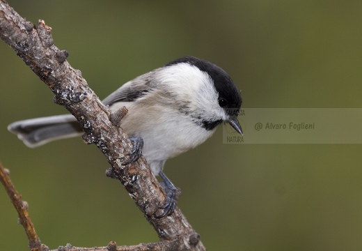 CINCIA BIGIA; Willow Tit; Parus montanus