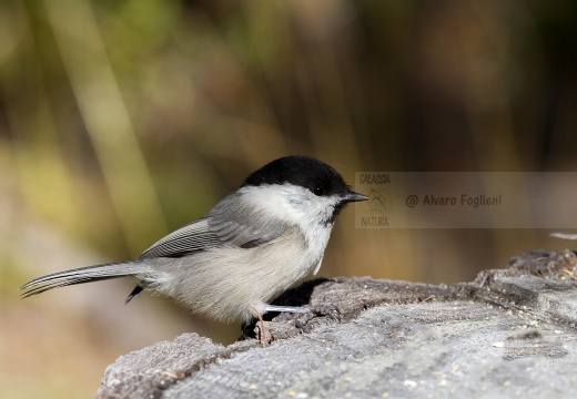 CINCIA BIGIA; Willow Tit; Parus montanus