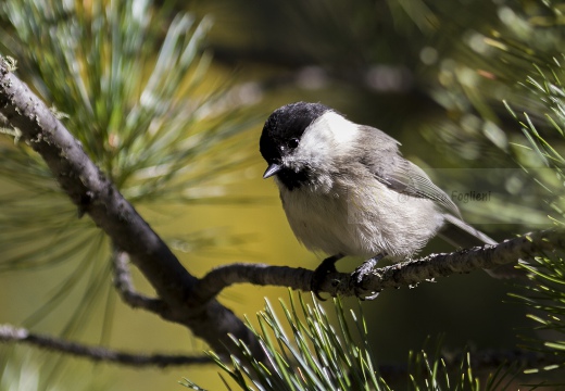 CINCIA BIGIA; Willow Tit; Parus montanus