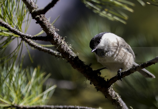 CINCIA BIGIA; Willow Tit; Parus montanus