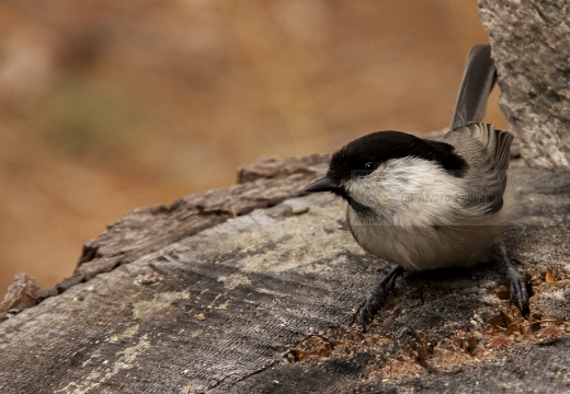 CINCIA BIGIA; Willow Tit; Parus montanus