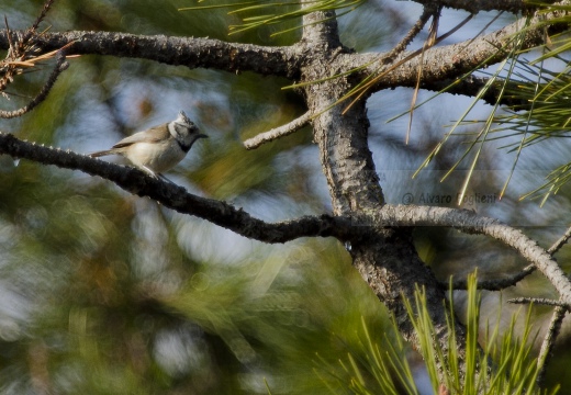 CINCIA DA CIUFFO; European crested tit; Lophophanes cristatus
