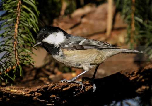 CINCIA MORA; Coal Tit; Parus ater