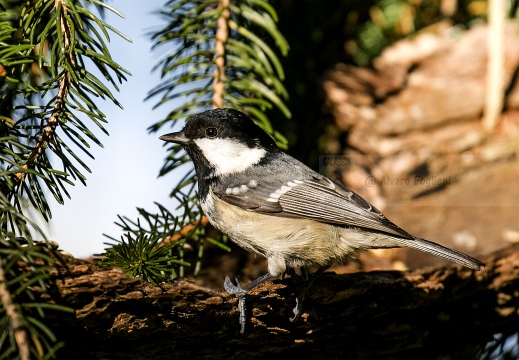 CINCIA MORA; Coal Tit; Parus ater