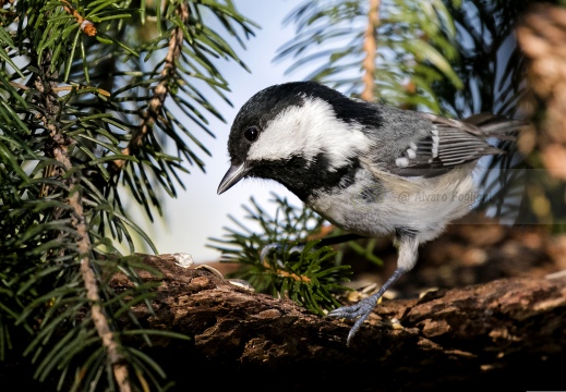 CINCIA MORA; Coal Tit; Parus ater