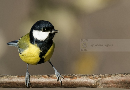 CINCIALLEGRA; Great Tit; Parus major