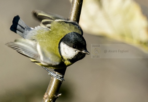 CINCIALLEGRA; Great Tit; Parus major