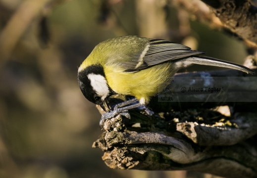 CINCIALLEGRA; Great Tit; Parus major