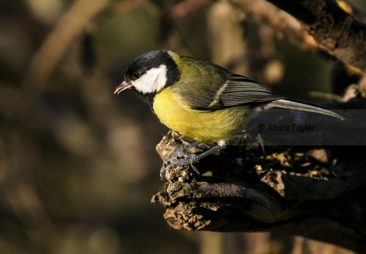 CINCIALLEGRA; Great Tit; Parus major