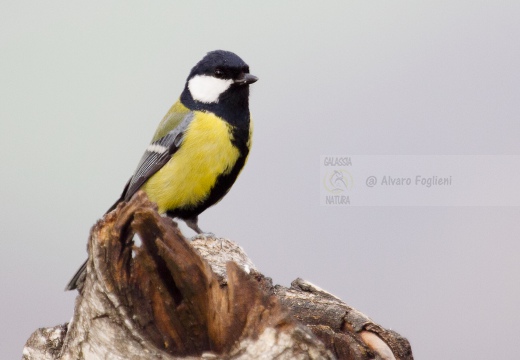 CINCIALLEGRA; Great Tit; Parus major