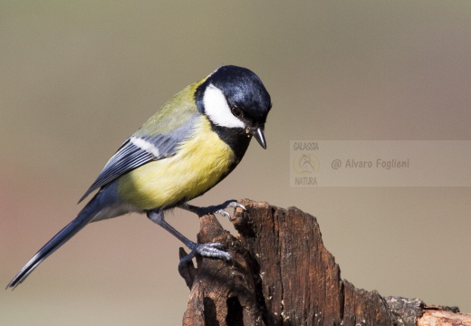 CINCIALLEGRA; Great Tit; Parus major