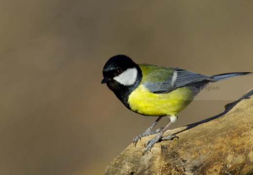 CINCIALLEGRA; Great Tit; Parus major