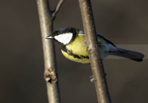 CINCIALLEGRA; Great Tit; Parus major