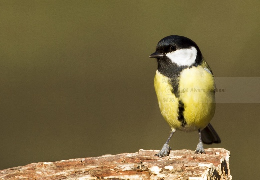 CINCIALLEGRA; Great Tit; Parus major
