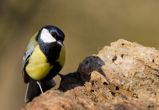 CINCIALLEGRA; Great Tit; Parus major