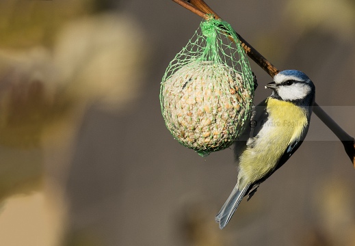 CINCIARELLA; Blue Tit; Parus caeruleus