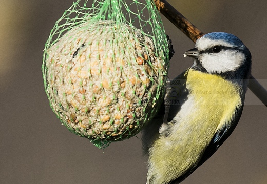 CINCIARELLA; Blue Tit; Parus caeruleus