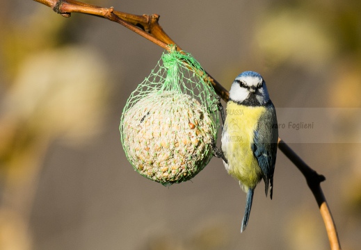 CINCIARELLA; Blue Tit; Parus caeruleus