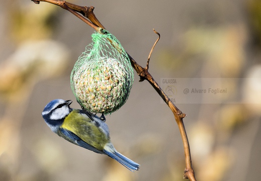 CINCIARELLA; Blue Tit; Parus caeruleus